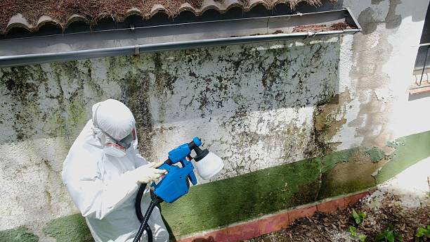 Trusted Mold Remediation service in Florence, AZ - Cheap Mold Removal
